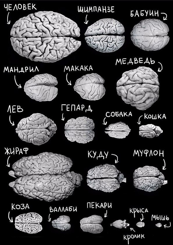 Сравнение размеров мозга