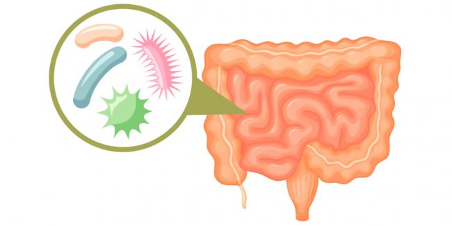 бактерии и шлаки в кишечнике