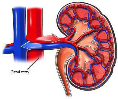 почечная артериальная гипертензия