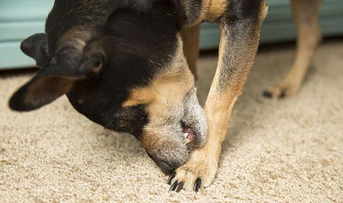 лечение атопического дерматита у собак