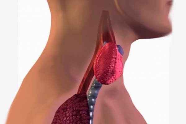 щитовидная железа гипотиреоз диета