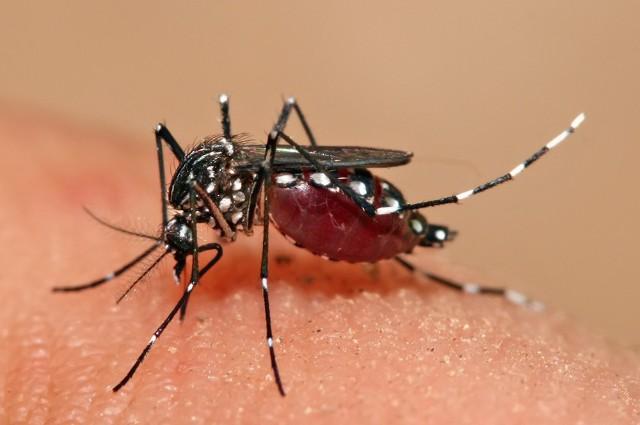 от чего бывает лихорадка денге